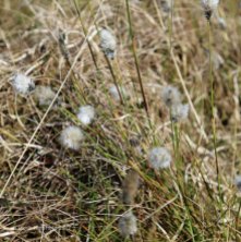 Harestail Cotton Grass Eriophorum vaginatum