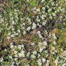 Scurvy-grass Cochlearia officinalis