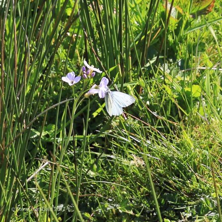 Cuckoo Flower Cardamine pratensis and Green-veined White Butterfly Pieris napi