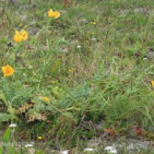 Yellow Horned Poppy (glaucium flavum)