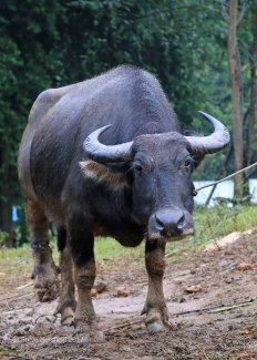 The village water buffalo